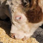 Stability Trials Help Animal Feed Additive Manufacturers Gain Control Over End Users