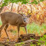 How To Hunt Easily With Technology This Season