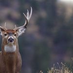 Top 8 New High Tech in Deer Hunting Gear and Gadgets [Infographic]