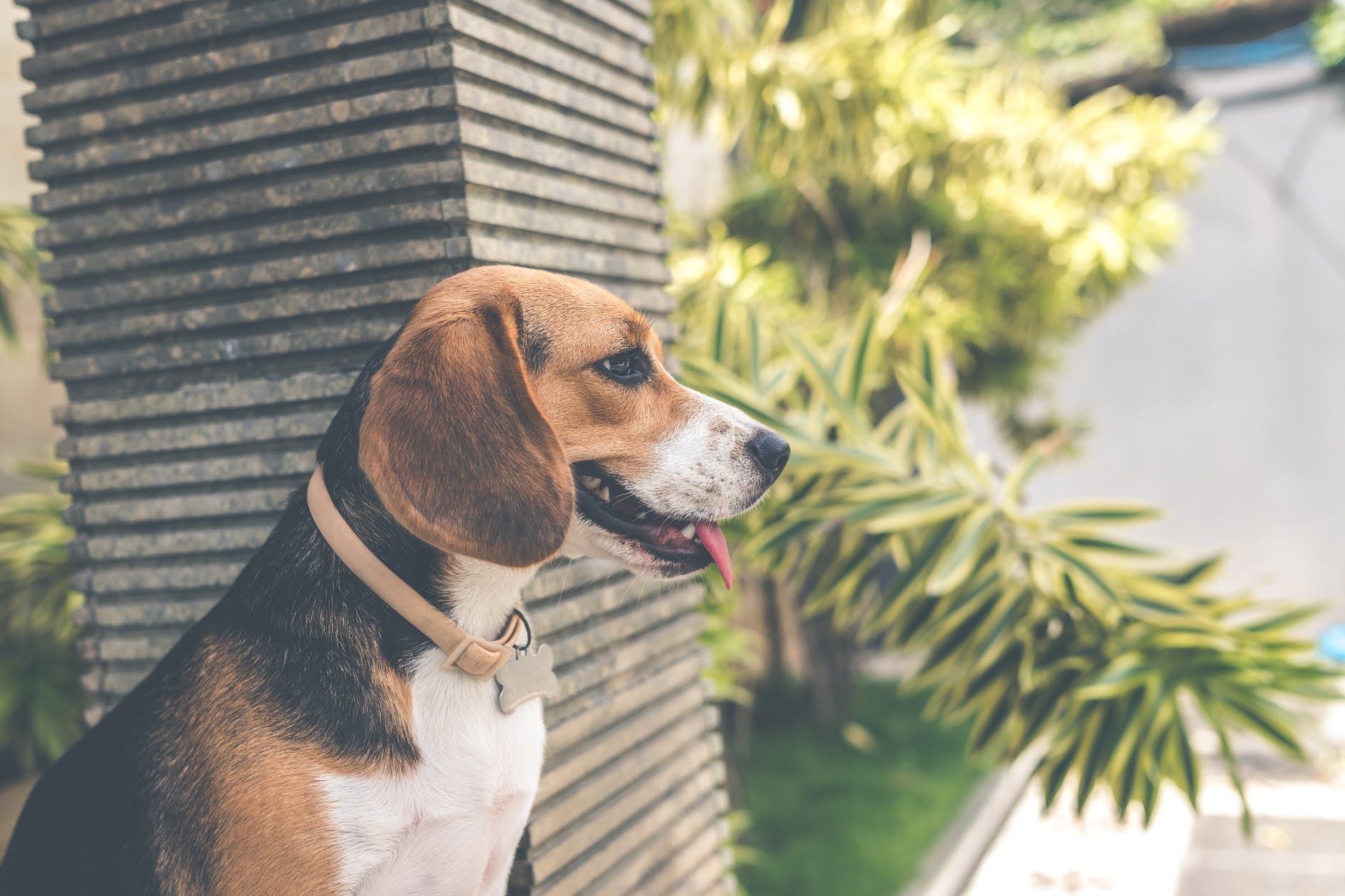 How to Use Bark Collar without Hurting the Dogs Techno FAQ