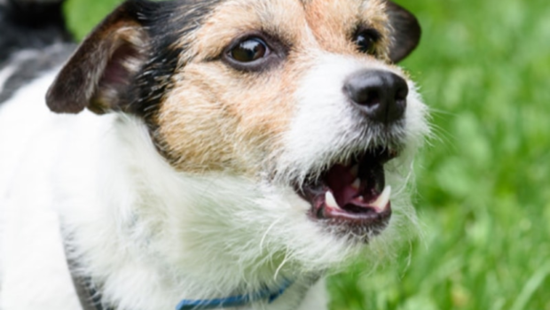 How to make dog stop barking using barx buddy | Techno FAQ