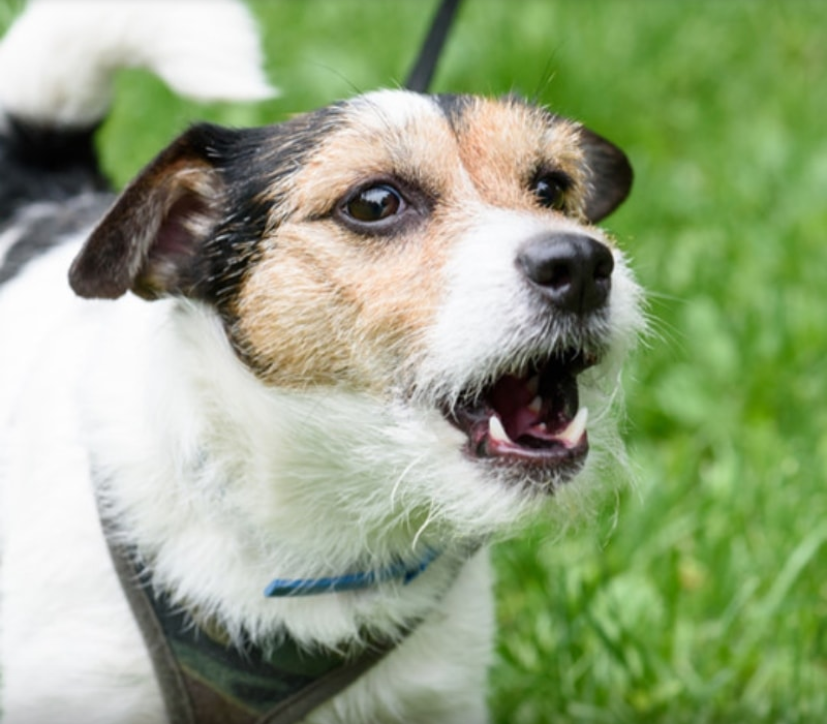 How to make dog stop barking using barx buddy Techno FAQ