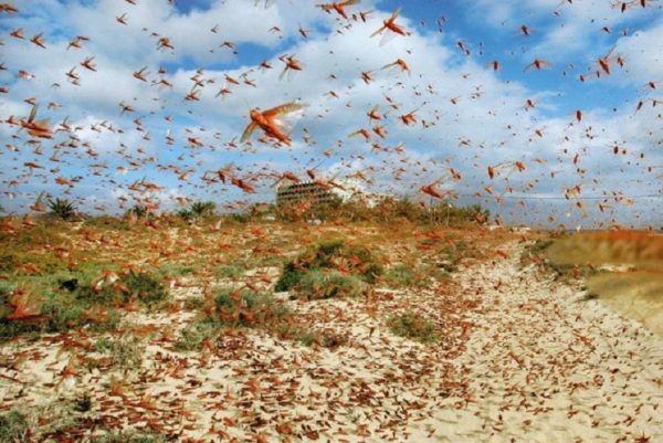 Locust attack in India