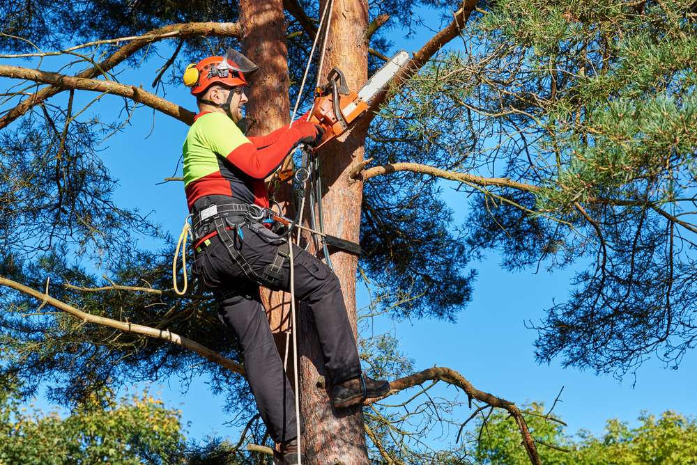 What Is An Arborist Jobs