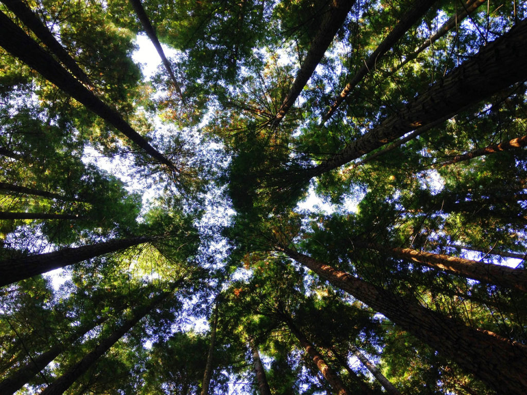 Going Green: 6 Tips To Create A More Eco-Friendly Home For Your Family | Techno FAQ