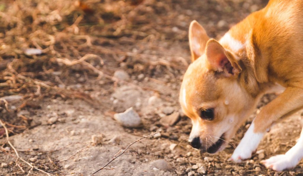 How to Crate Train a Chihuahua Puppy Techno FAQ