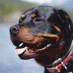 Modernize Your Dog’s Life With These Tech Products