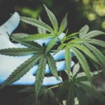 How Is A Telehealth Platform Changing The Cannabis Industry?