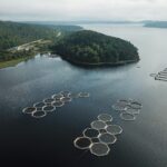 Artificial Intelligence in Aquaculture: Revolutionizing the Future of Fisheries