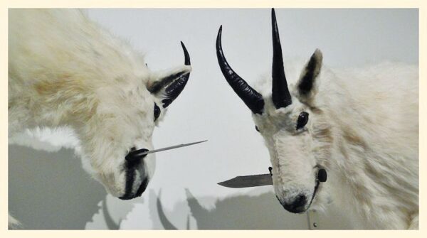 Infamous Goatsy Image How a goat went viral and destroyed a man, his family, and the owner ...