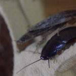 How Digital Tools Are Making Pest Control More Effective